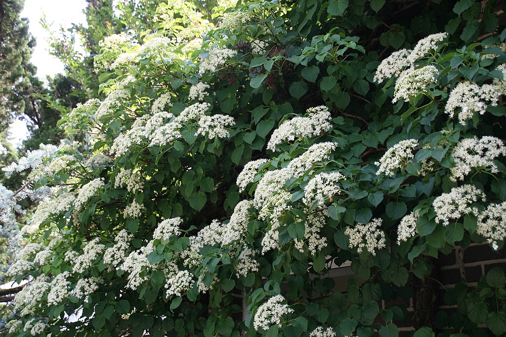 A Kúszó Hortenzia gondozása és bemutatása: Hydrangea petiolaris
