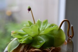 A Mexikói Hízóka gondozása lépésről lépésre: Pinguicula mexicana
