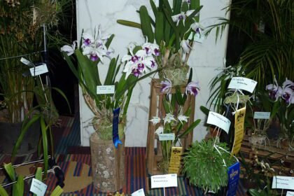 Az orchidea átültetése lépésről lépésre