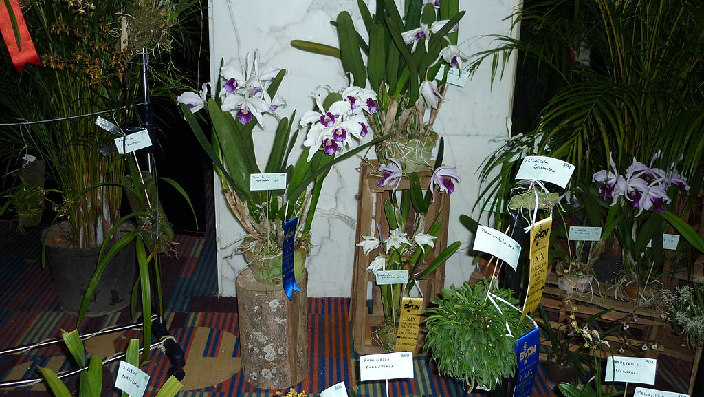 Az orchidea átültetése lépésről lépésre