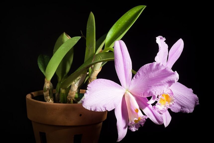 Az Orchidea gyökereztetése lépésről lépésre.
