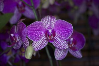 Az Orchidea kártevői: Mivel állunk szemben és mit tehetünk ellenük?