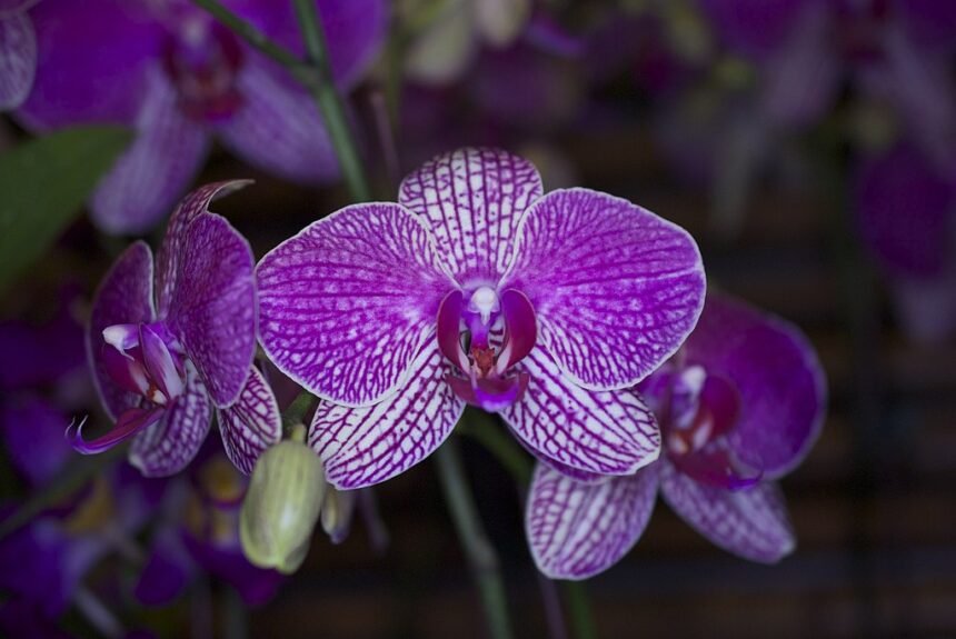 Az Orchidea kártevői: Mivel állunk szemben és mit tehetünk ellenük?