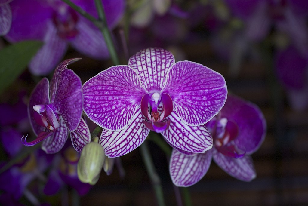 Az Orchidea kártevői: Mivel állunk szemben és mit tehetünk ellenük?