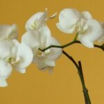 Az Orchidea öntözése: Részletes útmutató