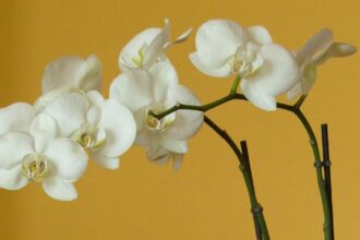 Az Orchidea öntözése: Részletes útmutató