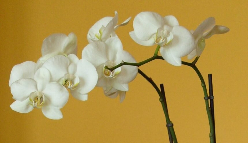Az Orchidea öntözése: Részletes útmutató