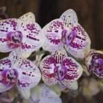 Az Orchidea tápoldatozása