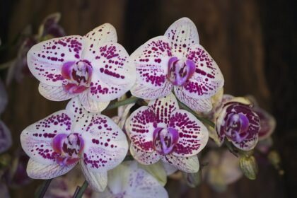 Az Orchidea tápoldatozása