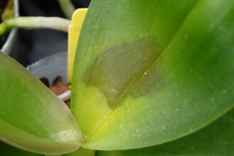 Az Orchidea betegségei és kezelése