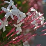 A Sokvirágú Jázmin gondozása és bemutatása: Jasminum polyanthum