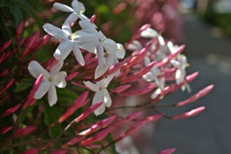 A Sokvirágú Jázmin gondozása és bemutatása: Jasminum polyanthum