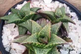 A Szemölcsliliom gondozása: Haworthia venosa