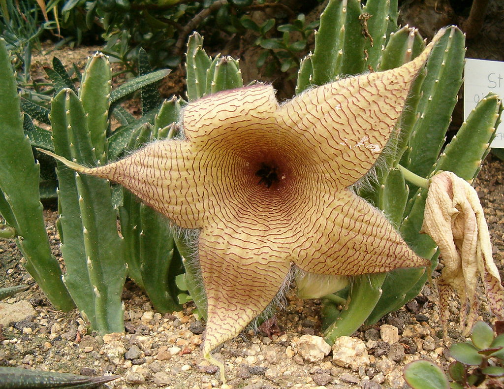 A tarka dögcsillag gondozása lépésről lépésre - Stapelia gigantea