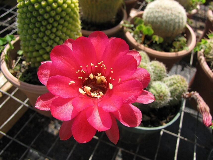 A Tengerisün Kaktusz gondozása lépésről lépésre - Echinopsis sp.