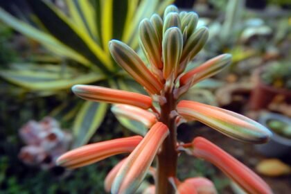 A Tigris Aloé gondozása: Aloe variegata