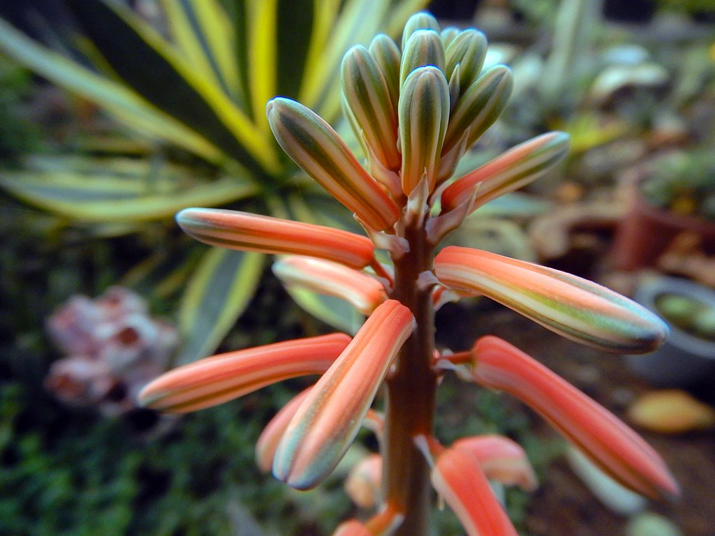A Tigris Aloé gondozása: Aloe variegata