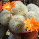 A Törpe Kaktusz gondozása pofonegyszerűen. (Rebutia muscula)