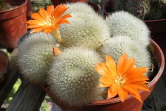 A Törpe Kaktusz gondozása pofonegyszerűen. (Rebutia muscula)