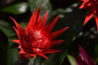 A Bromélia gondozása és Bromélia fajták (Bromeliaceae)