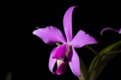 A Cattleya Orchidea gondozása, szaporítása és betegségei - Bugakosbor
