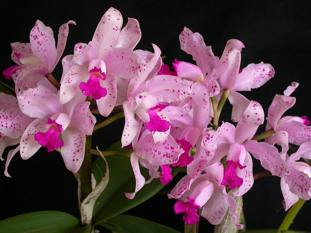 A Cattleya Orchidea gondozása, szaporítása és betegségei - Bugakosbor