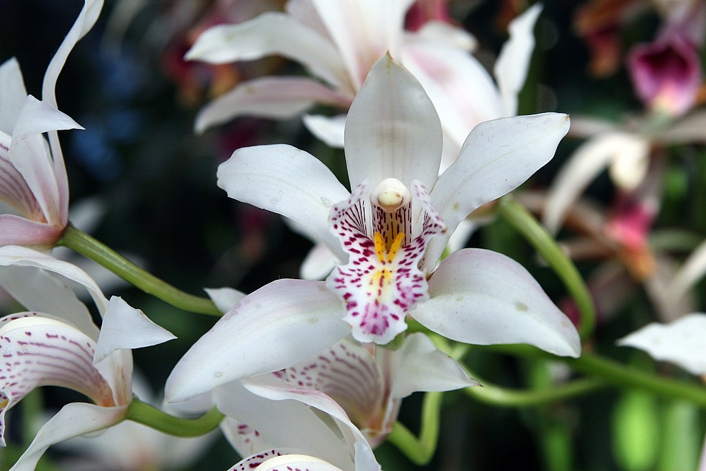A Csónakorchidea gondozása, átültetése és önözése - Cymbidium