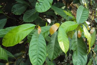 A Fikusz szaporítása dugványozással - Ficus