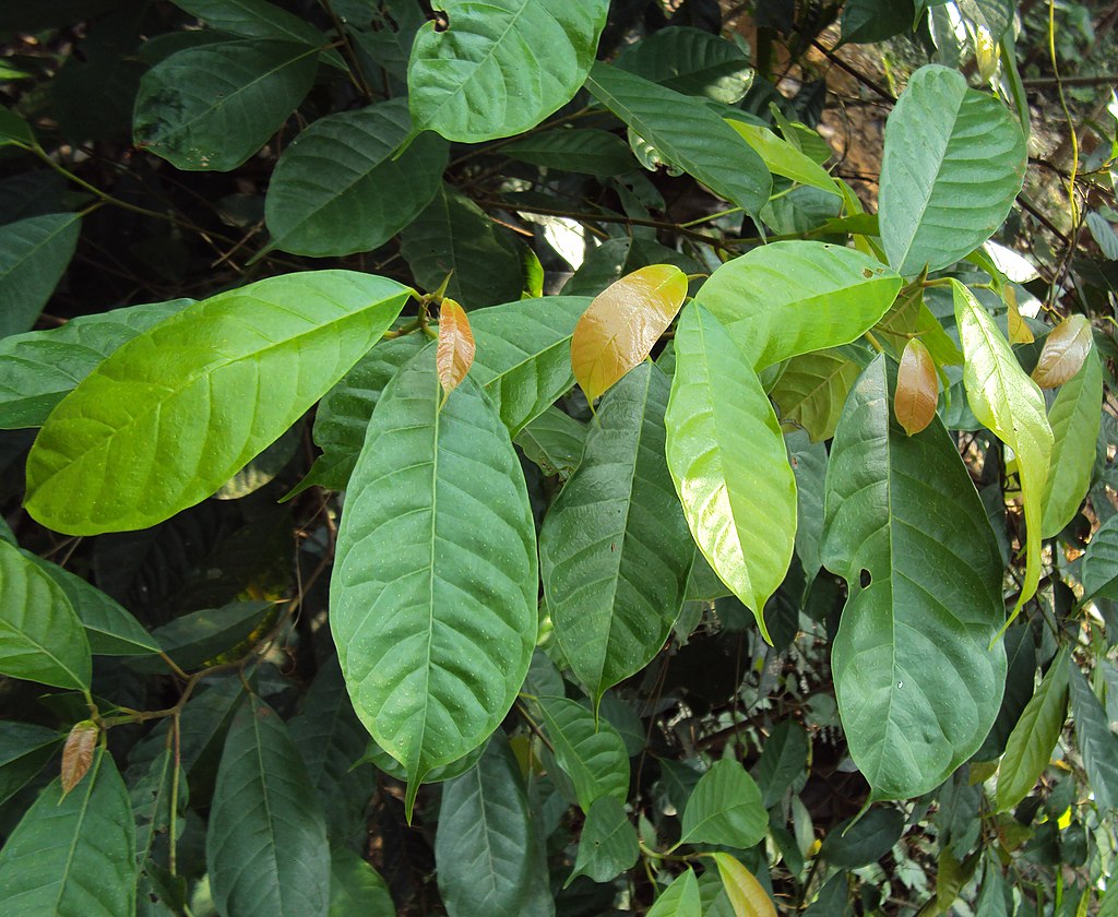A Fikusz szaporítása dugványozással - Ficus