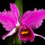 A Karácsonyi orchidea gondozása lépésről lépésre - Cattleya percivaliana