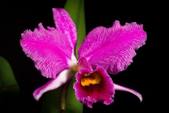 A Karácsonyi orchidea gondozása lépésről lépésre - Cattleya percivaliana