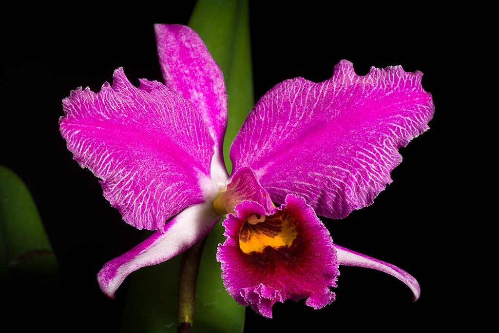 A Karácsonyi orchidea gondozása lépésről lépésre - Cattleya percivaliana