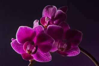 A Lepkeorchidea gondozása, szaporítása, átültetése és betegségei - Phalaenopsis