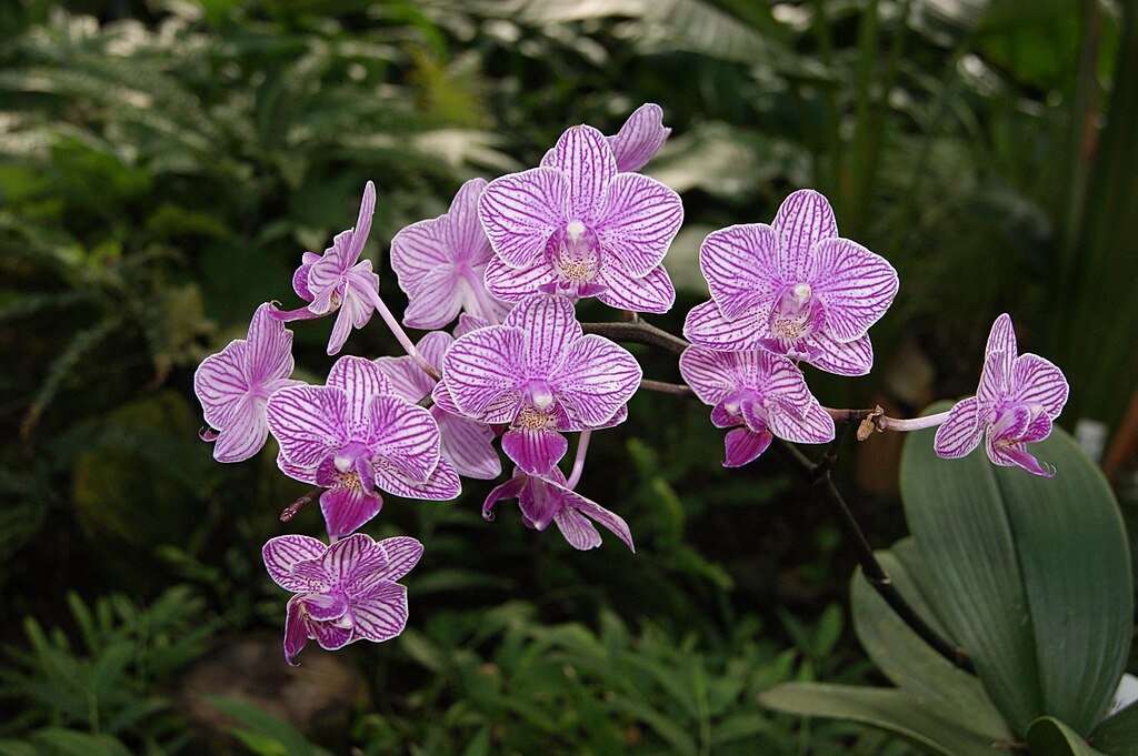 A Lepkeorchidea gondozása, szaporítása, átültetése és betegségei - Phalaenopsis