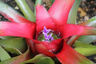 A Neoregélia gondozása lépésekben - Neoregelia carolinae