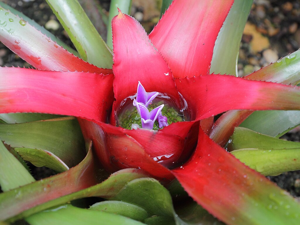 A Neoregélia gondozása lépésekben - Neoregelia carolinae