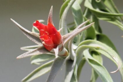 A Tillandsia gondozása lépésekben