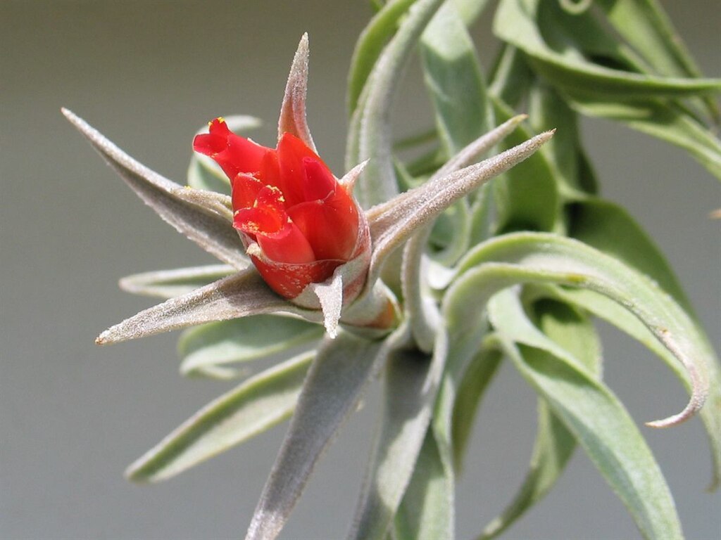 A Tillandsia gondozása lépésekben