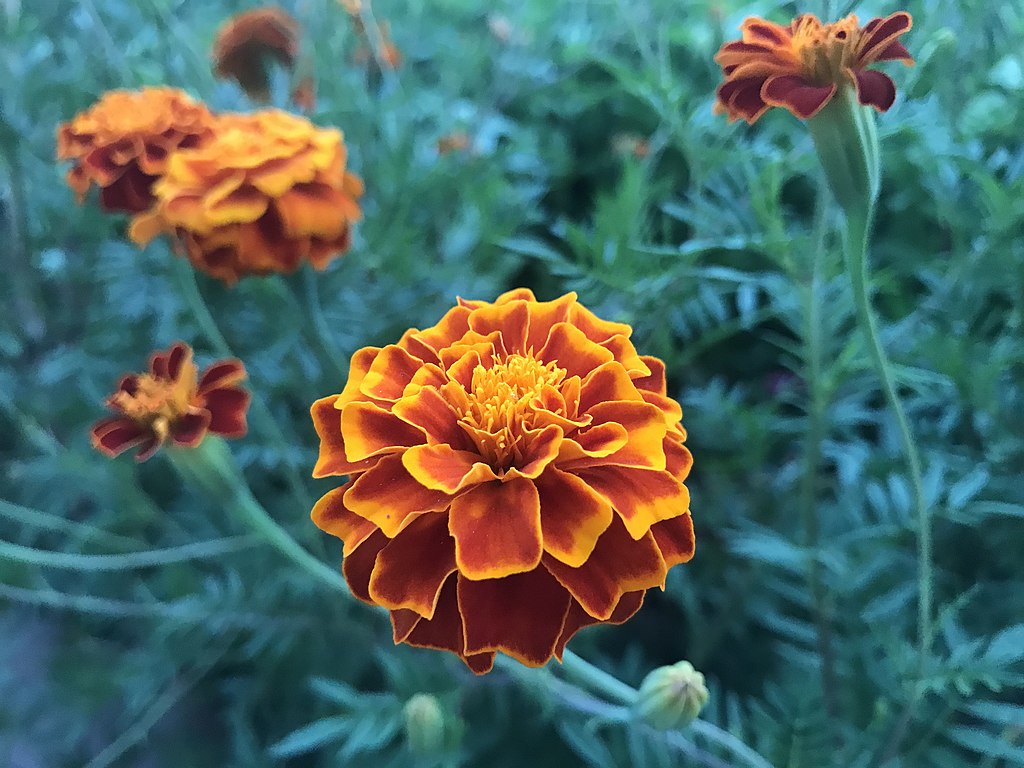 A Bársonyvirág mag vetése és gondozása pofonegyszerűen - Tagetes erecta