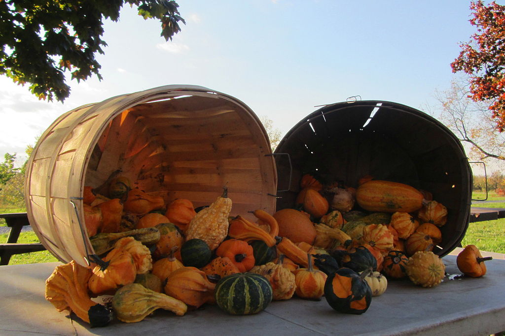 A Dísztök vetése és gondozása lépésről lépésre (Cucurbita spp)