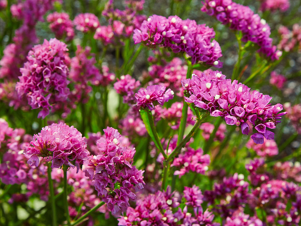 Az Egynyári sóvirág ültetése pofonegyszerűen - Limonium sinuatum
