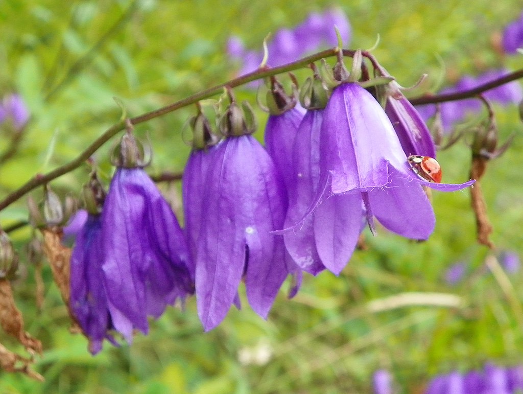A Harangvirág ültetése és gondozása pofonegyszerűen (Campanula)