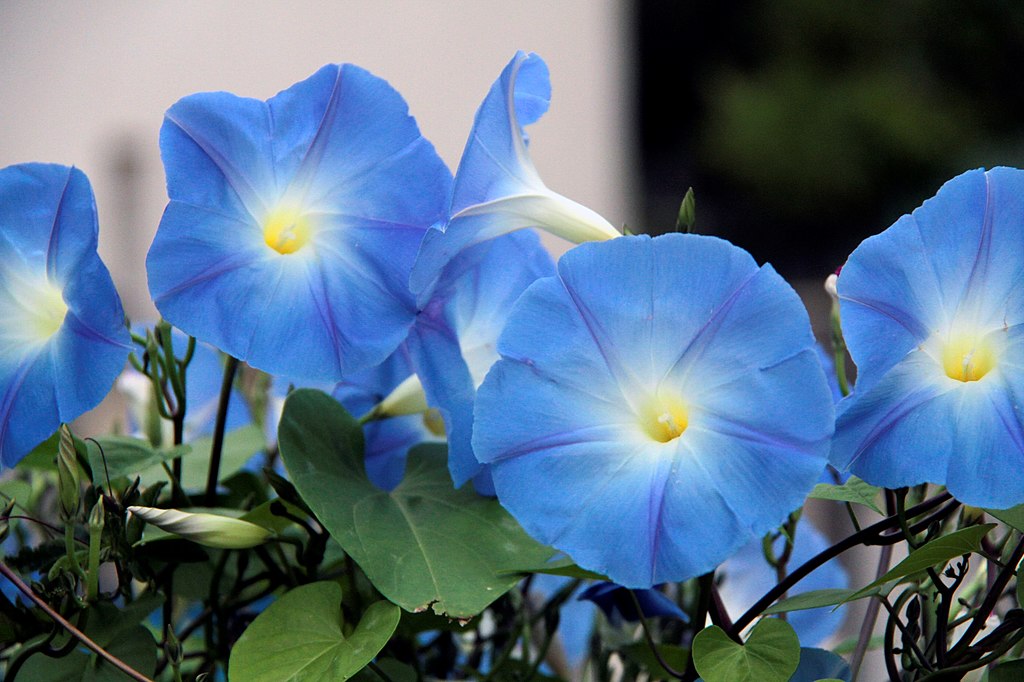 A Kék Hajnalka mag ültetése egszerűen - Ipomoea tricolor