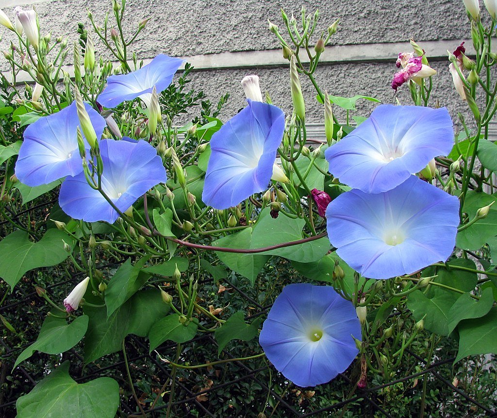 A Kék Hajnalka mag ültetése egszerűen - Ipomoea tricolor