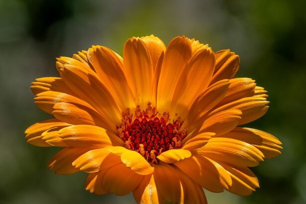 A Körömvirág mag vetése és gondozása egyszerűen - Calendula officinalis