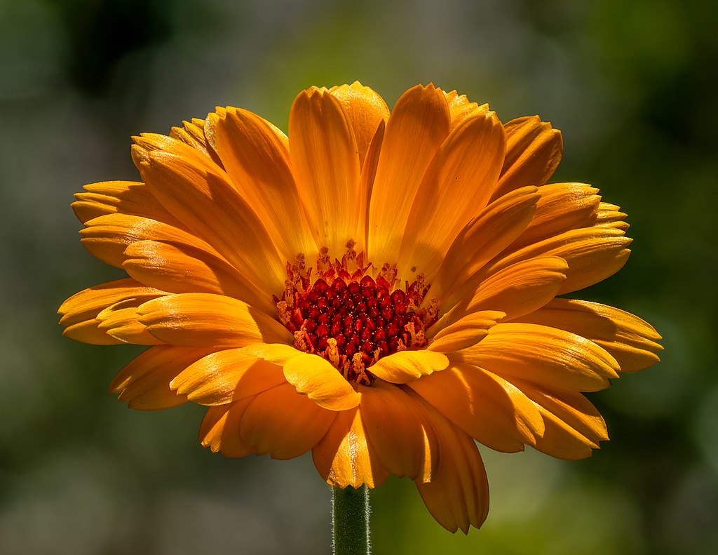 A Körömvirág mag vetése és gondozása egyszerűen - Calendula officinalis