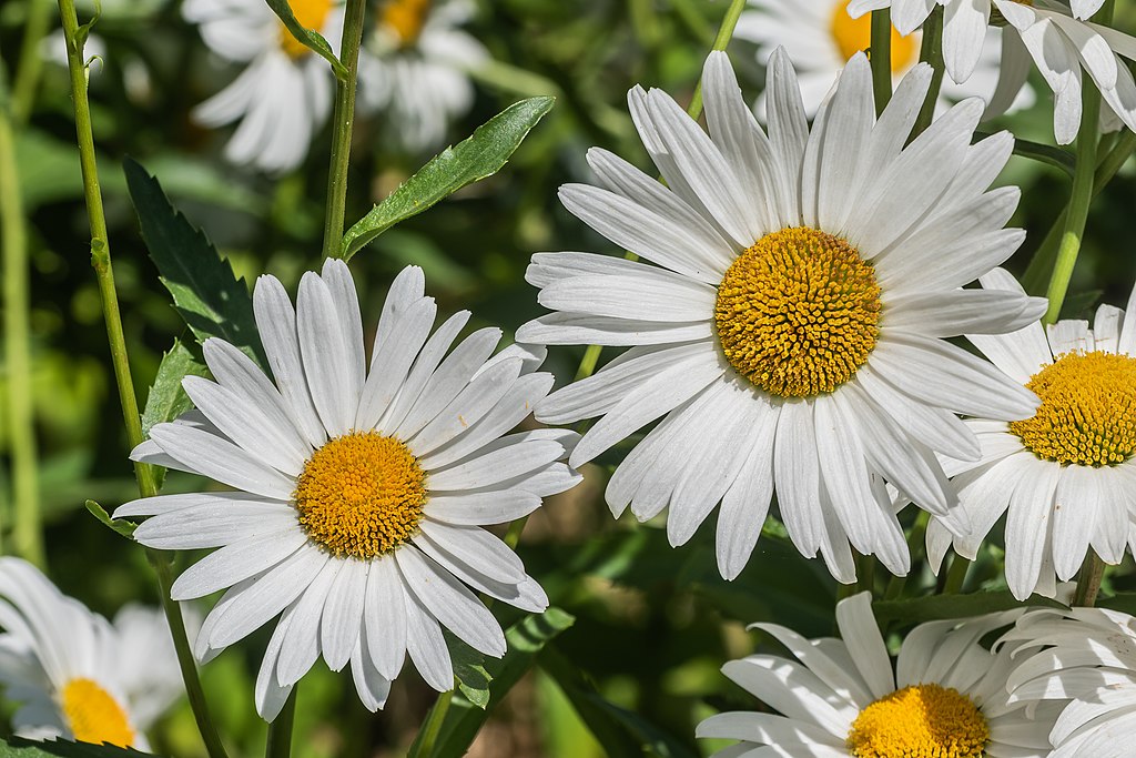 Az Évelő Margaréta virág gondozása pofonegyszerűen - Leucanthemum maximum