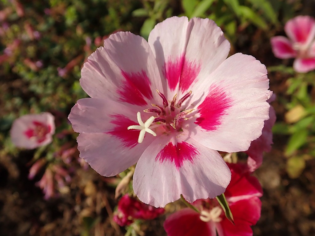 A Nyári Azálea ültetése magról - Godetia grandiflora