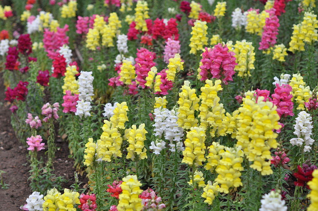 Az Oroszlánszáj vetése, gondozása és teleltetése egyszerűen - Antirrhinum majus