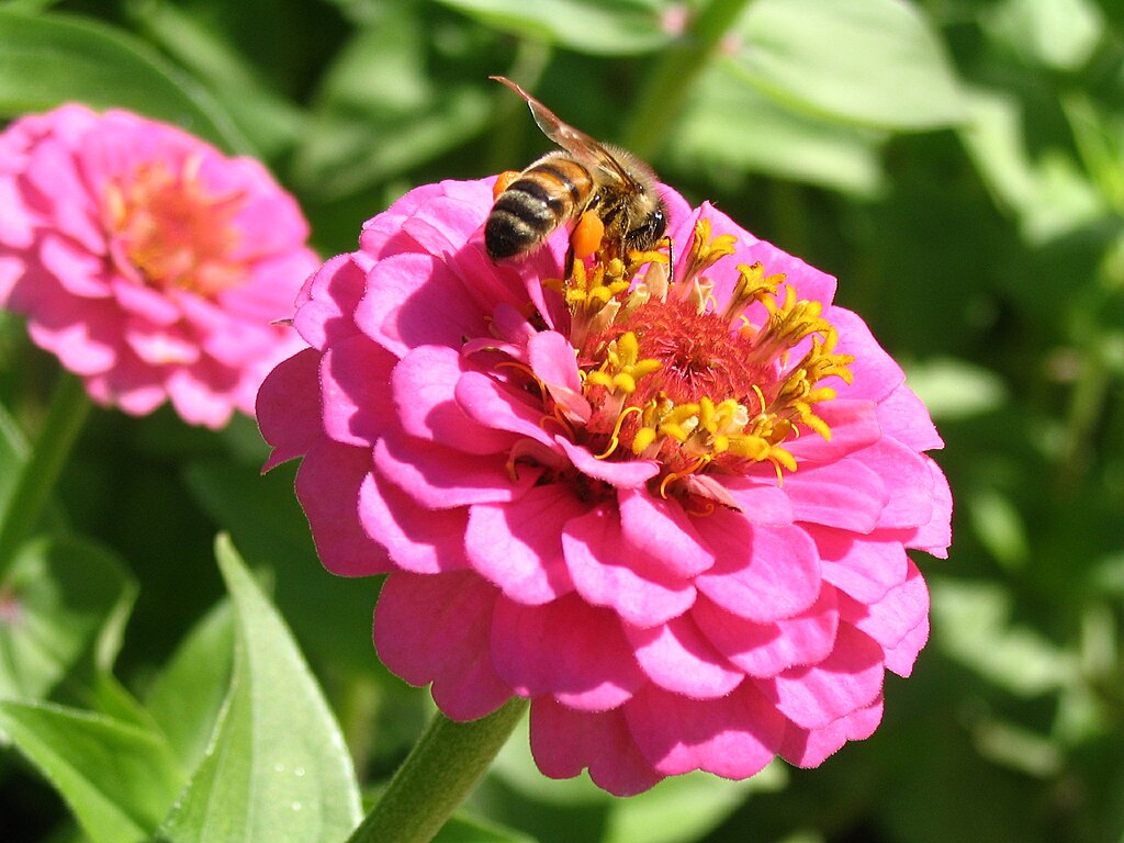 A Pompás rézvirág mag vetése és gondozása lépésről lépésre - Zinnia elegans